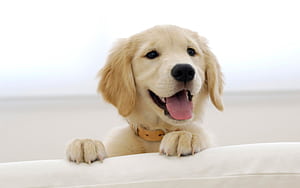 Labrador, Cute Dogs wallpaper