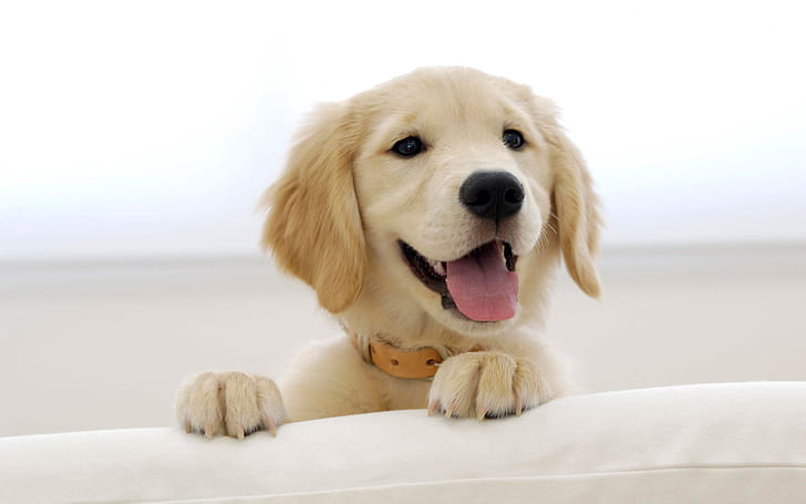 Labrador, Cute Dogs wallpaper