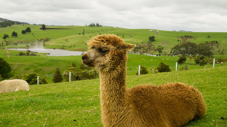 Charming alpaca, Cool , Unique patterns, Top wallpaper