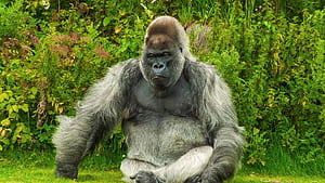 The silverback, Gorillas wallpaper