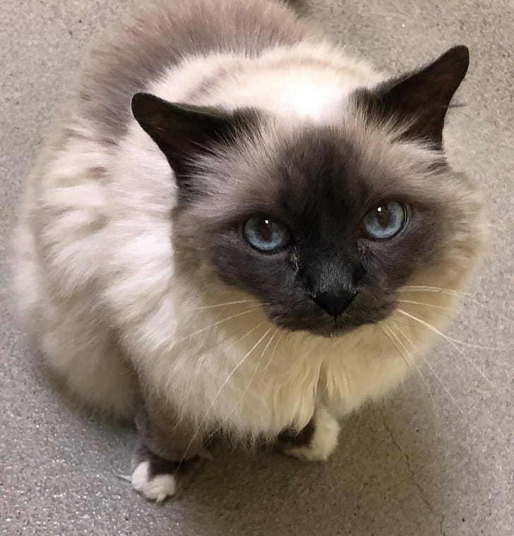 Birman, Christopher Walker, Posted phone wallpaper
