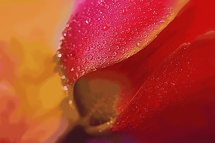 flower, macro wallpaper