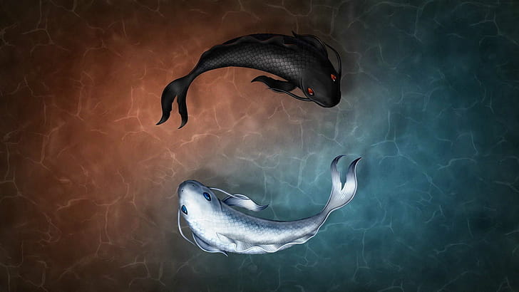 koi fish , wallpaper