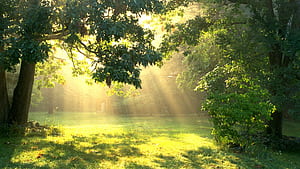 Sunbeam wallpaper