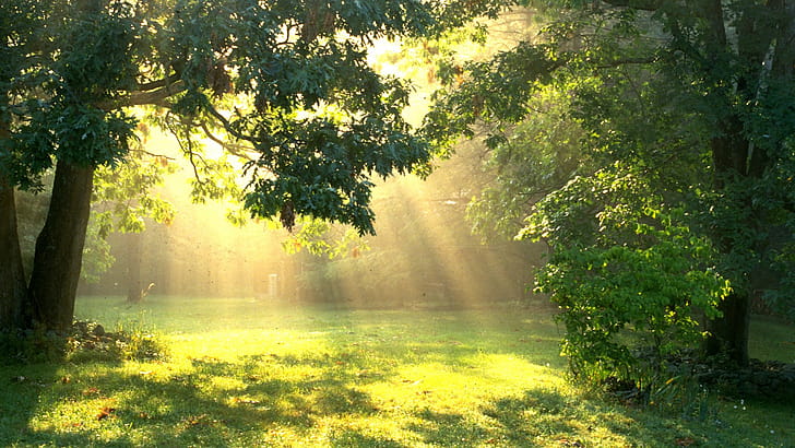 Sunbeam wallpaper