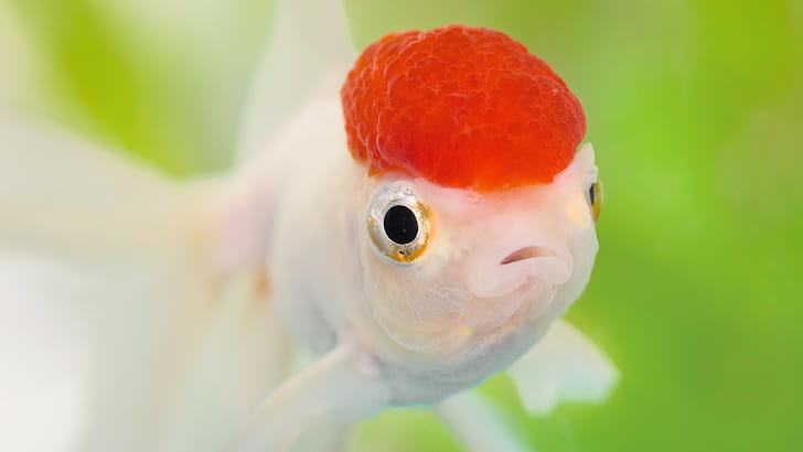 Oranda, Fish wallpaper
