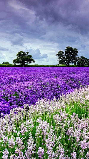 Lavender, Flower Garden phone wallpaper