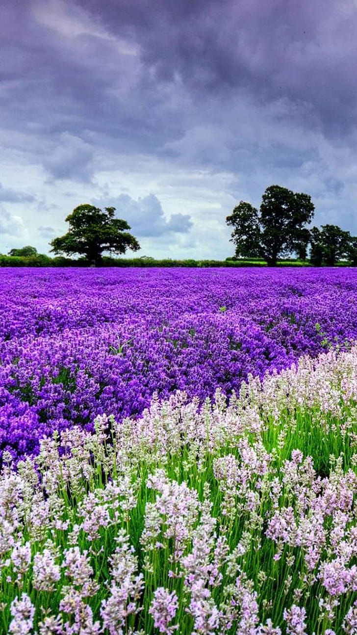 Lavender, Flower Garden phone wallpaper