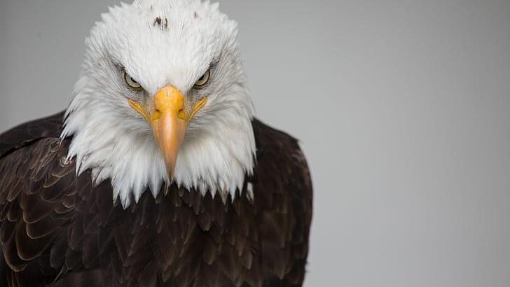 Close-up, Eagles wallpaper
