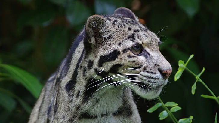 Leopard Wild, leopard, animals wallpaper