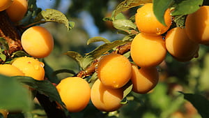Tree, Apricot wallpaper