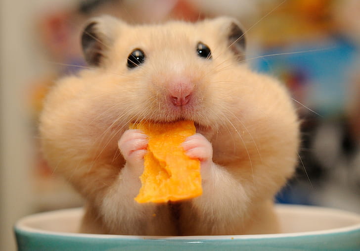 Eating, Hamsters wallpaper