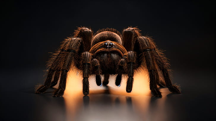 Tarantula, Spider wallpaper