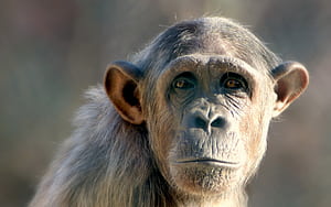 Monkey computer ,  backgrounds, 77 monkey wallpaper