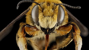 Close-up, Bees wallpaper