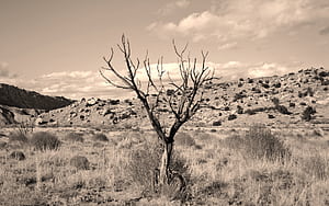 Tree,  , Desert wallpaper