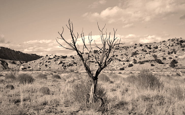 Tree,  , Desert wallpaper