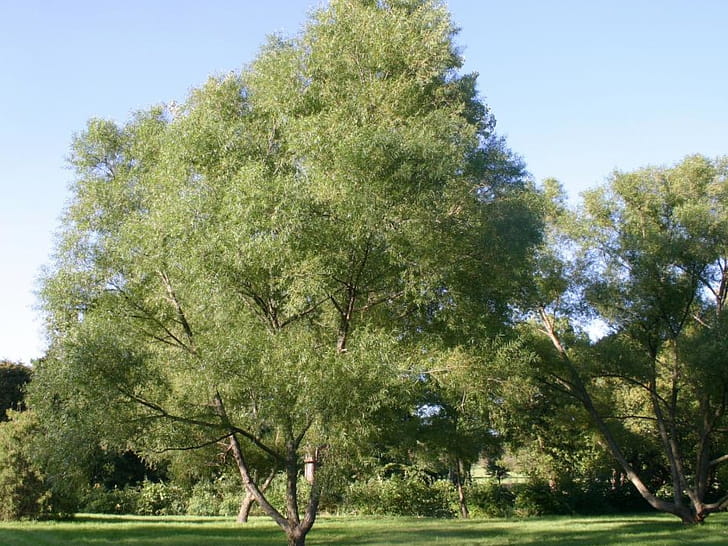 Willow Tree, Dark , Christopher Tremblay wallpaper