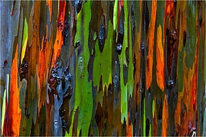 Eucalyptus  , Top , Backgrounds wallpaper