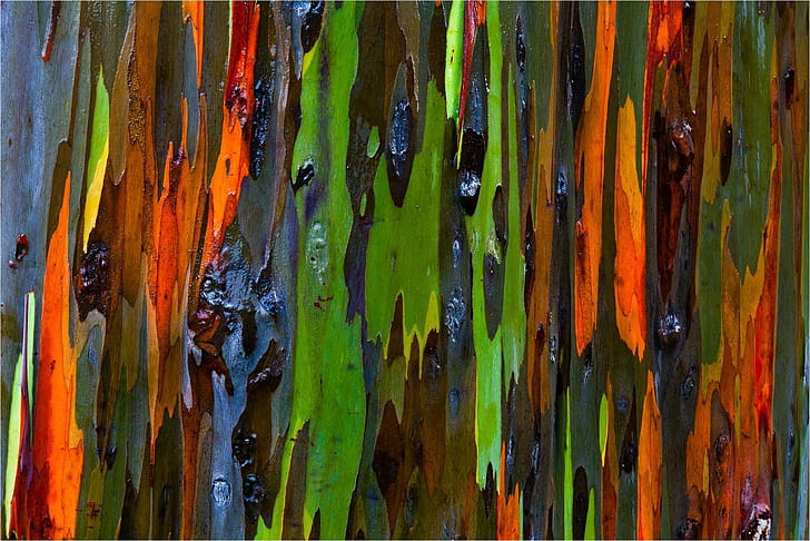 Eucalyptus  , Top , Backgrounds wallpaper