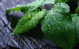 Peppermint , Cool mint tone,  background, Refreshing visual wallpaper