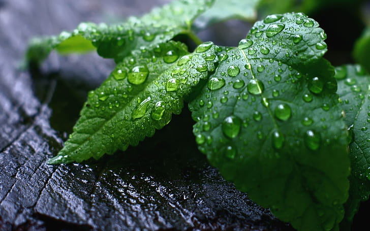Peppermint , Cool mint tone,  background, Refreshing visual wallpaper