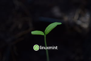Linux Mint  + Plant, Linux, technology, linux mint wallpaper