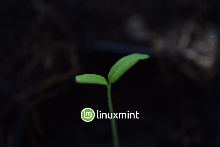 Linux Mint  + Plant, Linux, technology, linux mint wallpaper