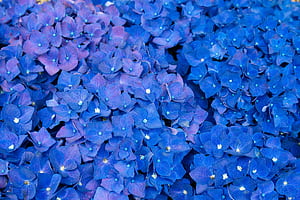 Hydrangea , hydrangea, flowers, violet wallpaper