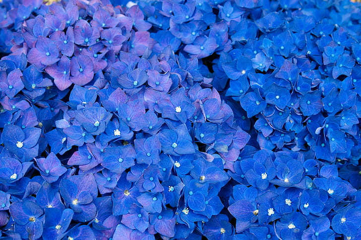 Hydrangea , hydrangea, flowers, violet wallpaper
