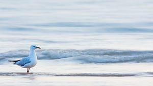 Seagull, , High, Resolution wallpaper