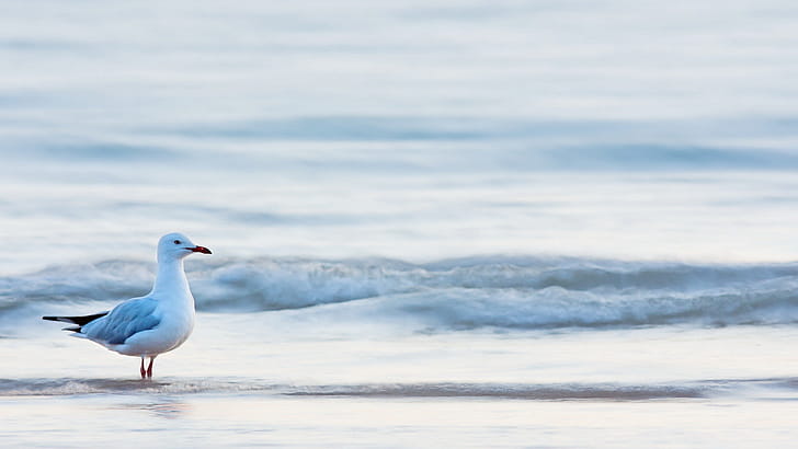 Seagull, , High, Resolution wallpaper