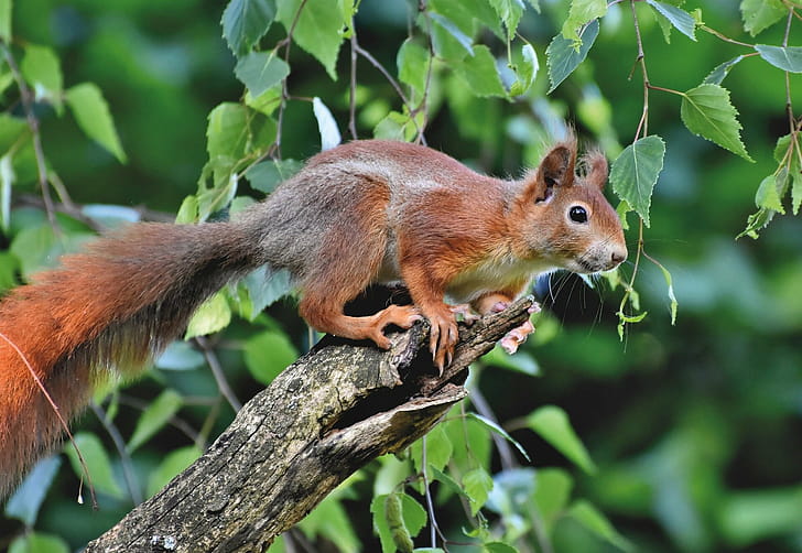 Squirrel , Vibrant squirrel backgrounds wallpaper