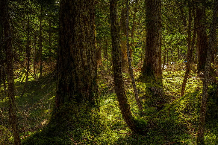 Forest, Tree wallpaper