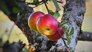 Idared, Apple Trees wallpaper