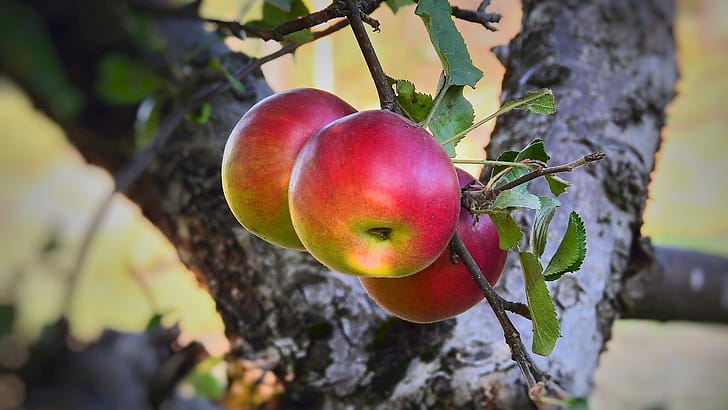 Idared, Apple Trees wallpaper