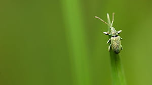 Phyllobius, Insects wallpaper