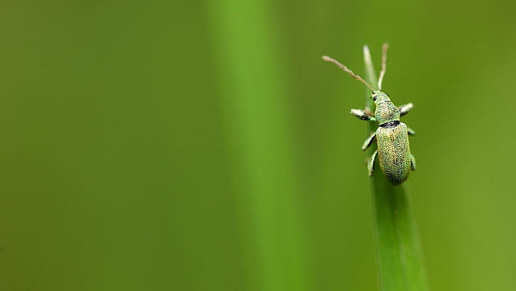 Phyllobius, Insects wallpaper