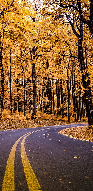 fall, forest, man made, road phone wallpaper
