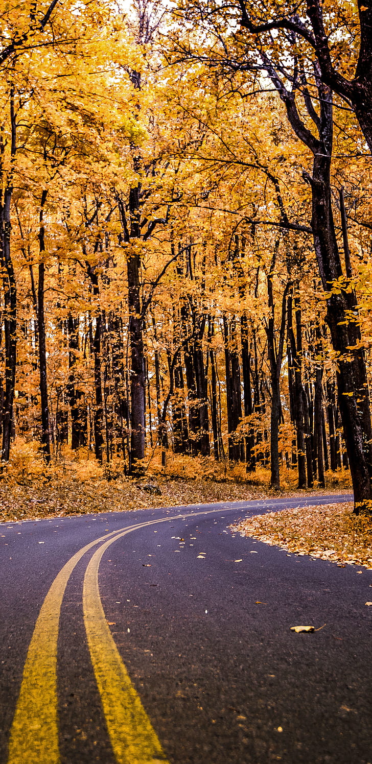 fall, forest, man made, road phone wallpaper