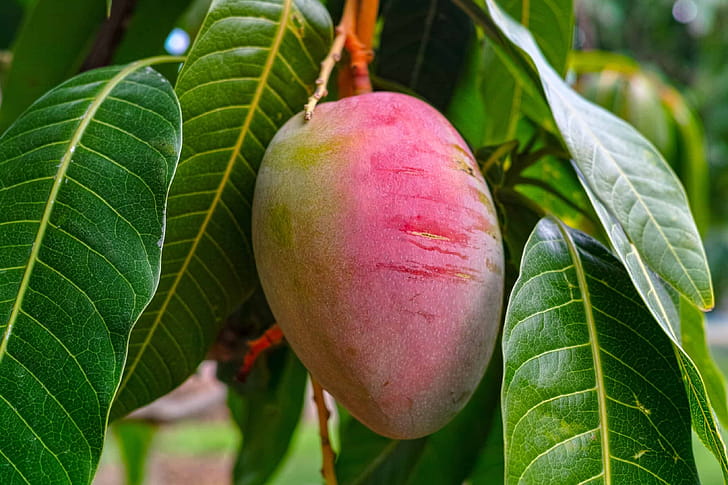 Tree, Mangos wallpaper