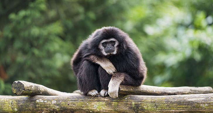 Monkey, monkey graphs, nature , jungle creatures wallpaper