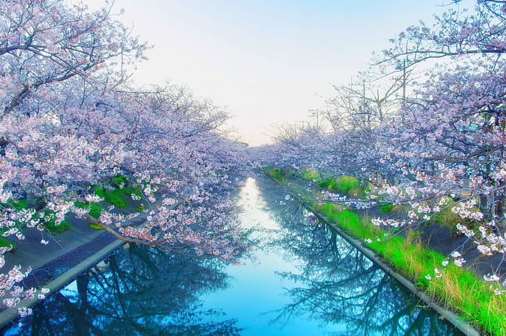 sakura wallpaper
