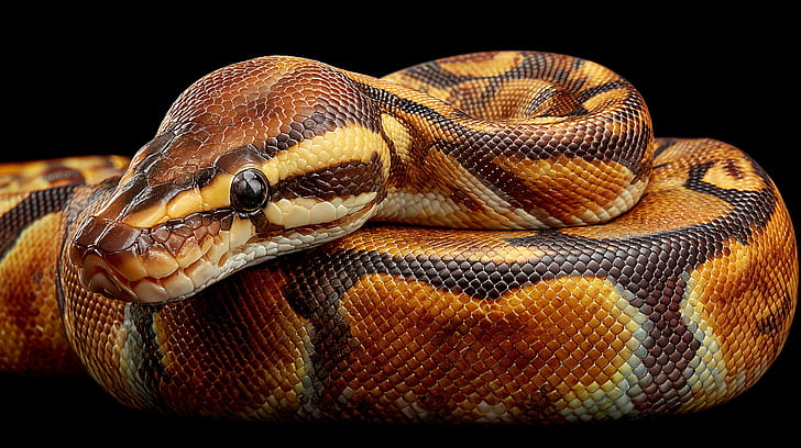Ball Python Reptile, reptile, Ball Python, snake, python, close-up wallpaper