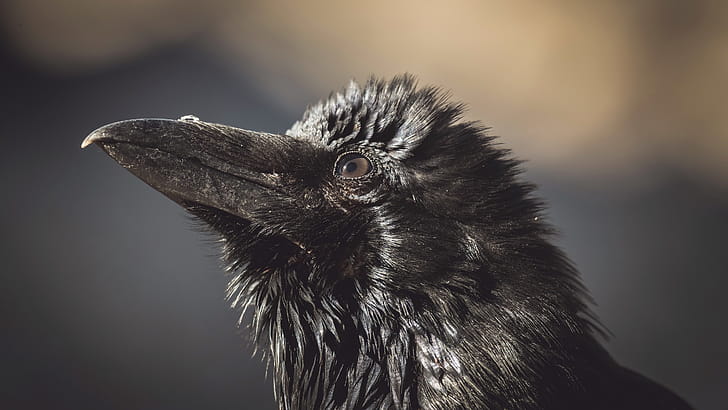 Beak, Crows wallpaper