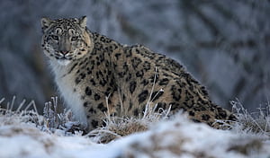 Snow Leopard, Rare, Study wallpaper
