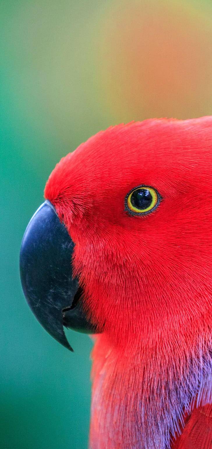 Eclectus, Parrots phone wallpaper