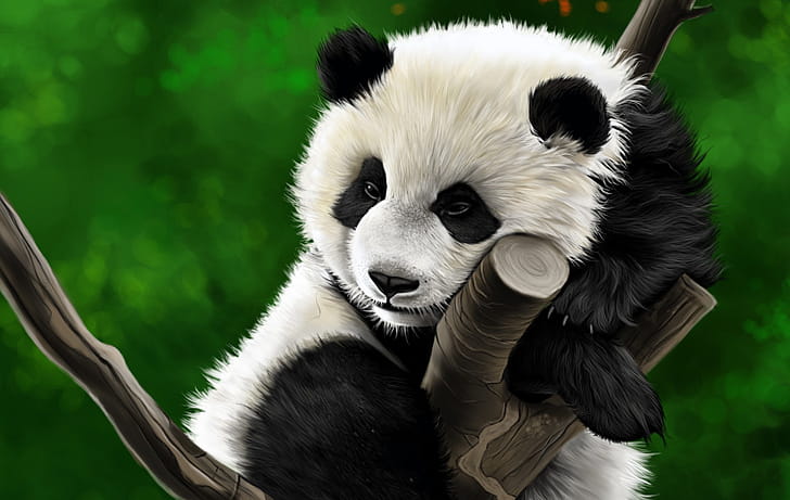 Drawing, Panda, Animal wallpaper