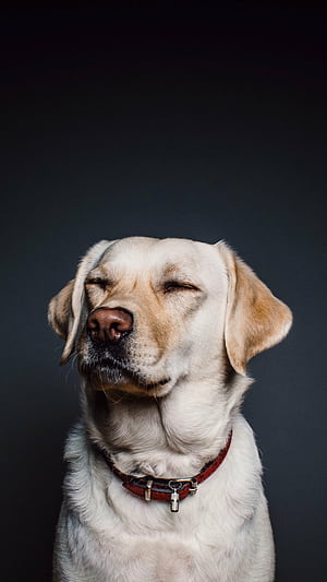 Android dog , High resolution, Mobile background phone wallpaper