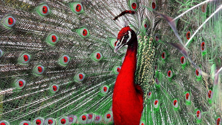 Red, Peacocks wallpaper